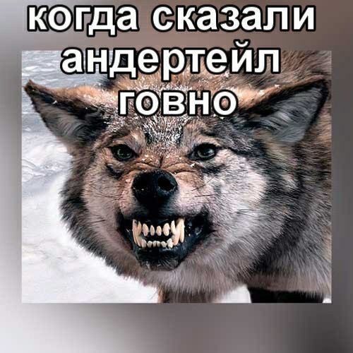 Не важно кто напротив важно кто рядом картинки с волками