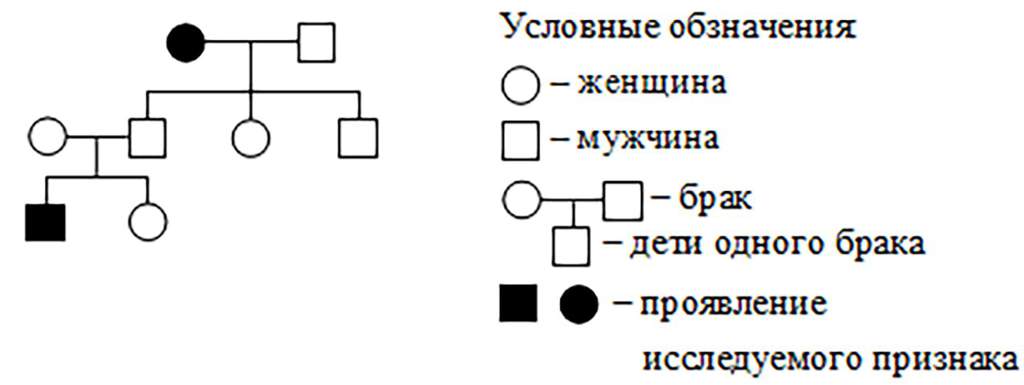 На изображенной на рисунке родословной определите вероятность в процентах рождения ребенка