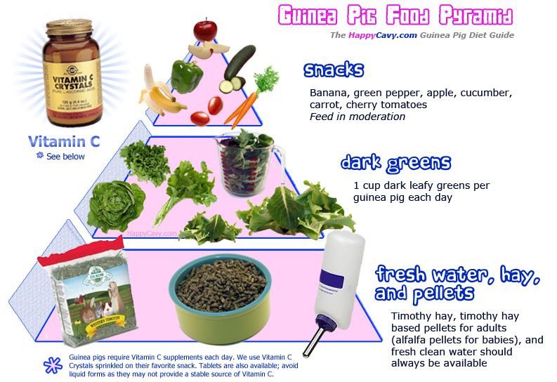 guinea-pig-health-bladder-stones-wiki-guinea-pigs-amino