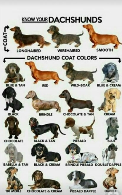 Tipos de dachshound | Wiki | Animales & Naturaleza Amino