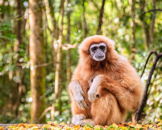 ~🐵Gibón de manos blancas🐵~ | Animales & Naturaleza Amino