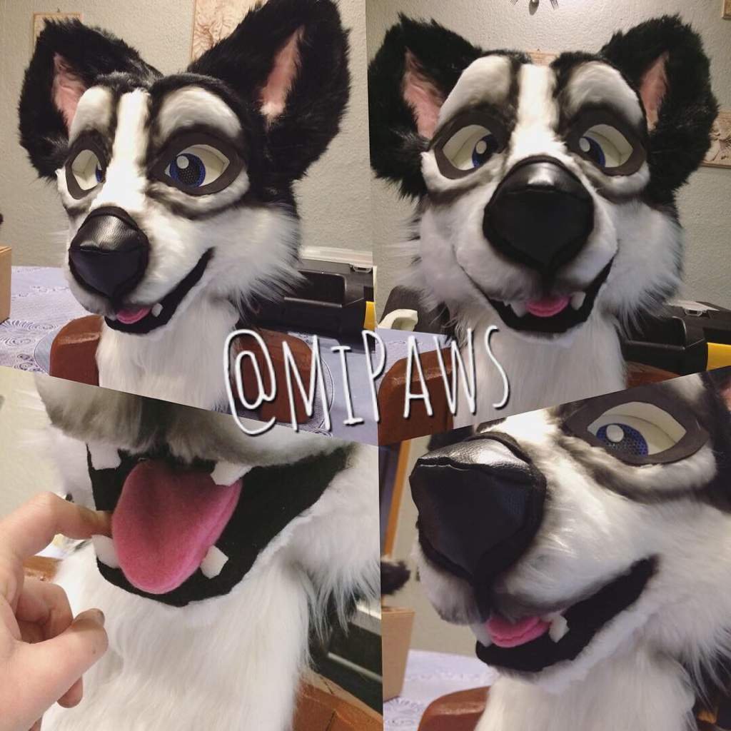 Husky Head fertig ^w^ | German Furries Amino