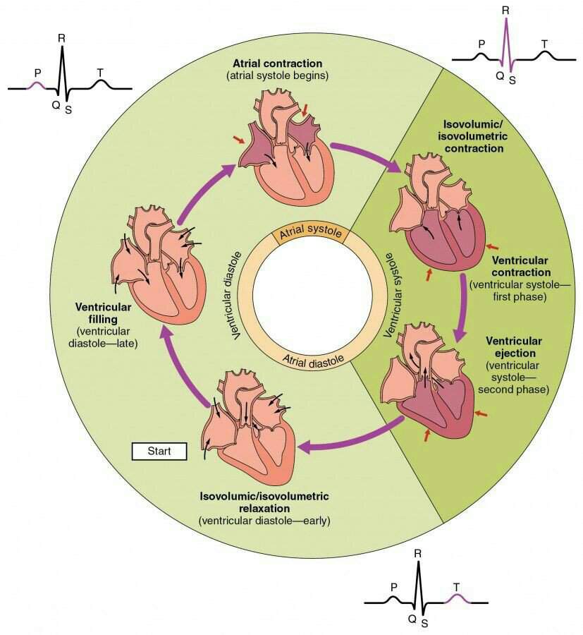 stroke-volume-ventricular-ejection-fraction-ventricular-end-diastolic