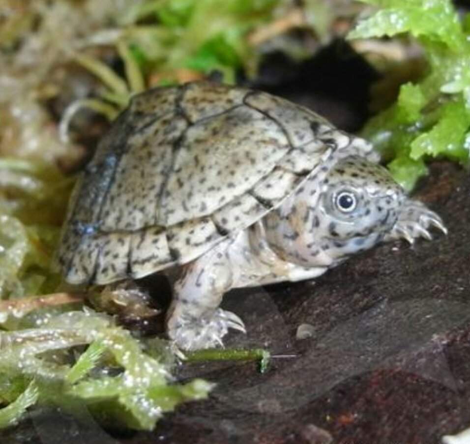 ??Musk Turtles as Beginners?? | Reptiles & Exotics Amino