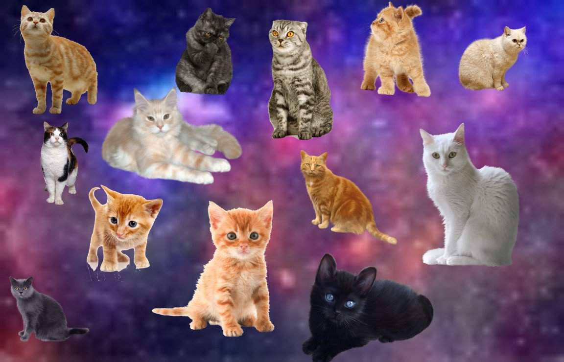 Cazy cats | Wiki | Cats Amino