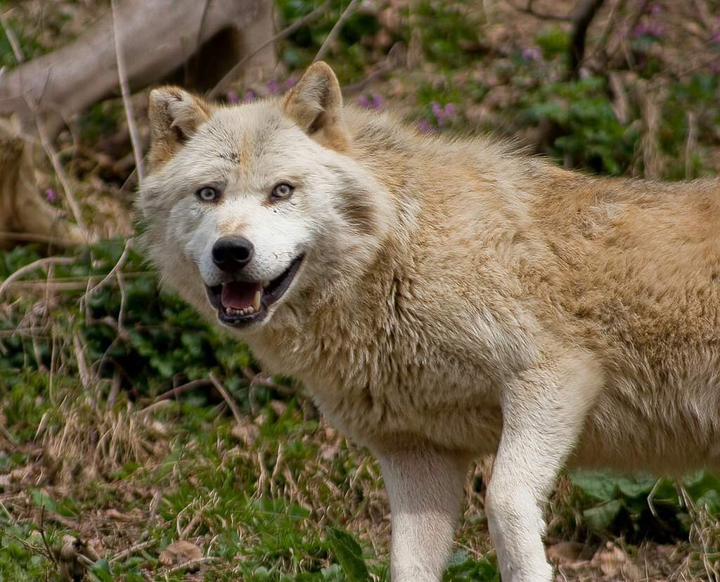 Волк евразии. Евразийский волк. Lupus волк. Canis Lupus Linnaeus. Волк - canis Lupus l..