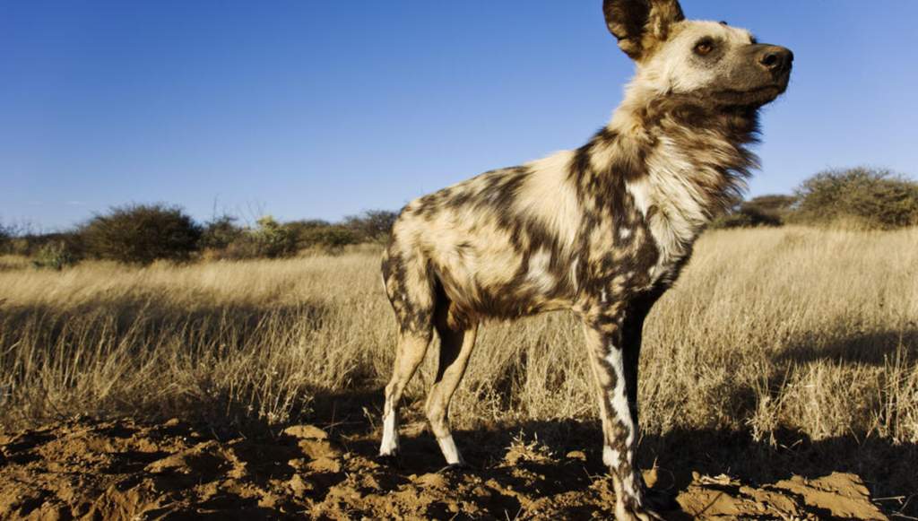 african-wild-dog-wiki-animal-amino-amino