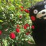 amino-el kumamon de yoongi-0b5201ac