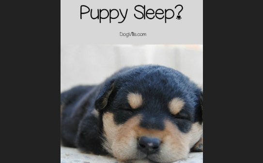 Sweetpuppies Sweetpuppies