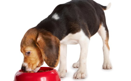 [Puppy Help] how often should a newborn puppy feed