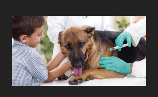 [Top Answer] how old for puppy to get rabies shot | SweetPuppies Amino