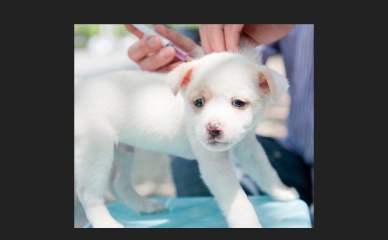 [Answer] how old puppy to get rabies shot | SweetPuppies Amino