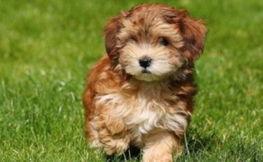 havanese teddy bear cut pictures