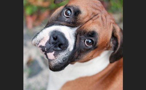 Answer how to tell puppy gender | SweetPuppies Amino