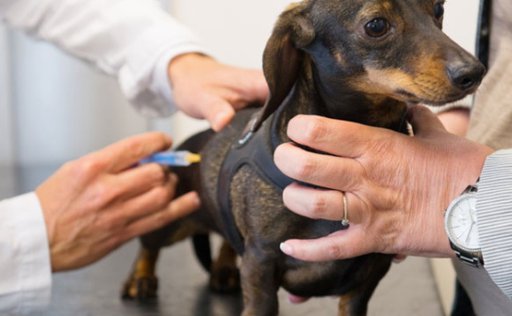 [TOP 10] puppy get rabies shot | SweetPuppies Amino