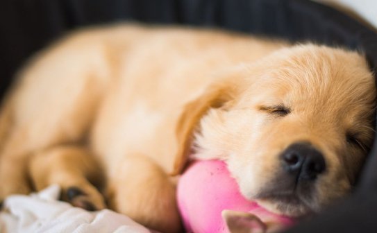 Sweetpuppies Sweetpuppies