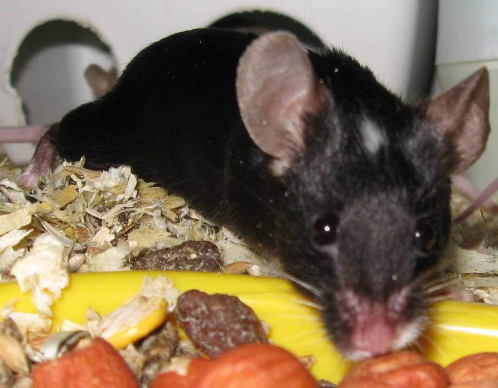 Varieties Of Fancy Mice Part Rodents Amino Amino