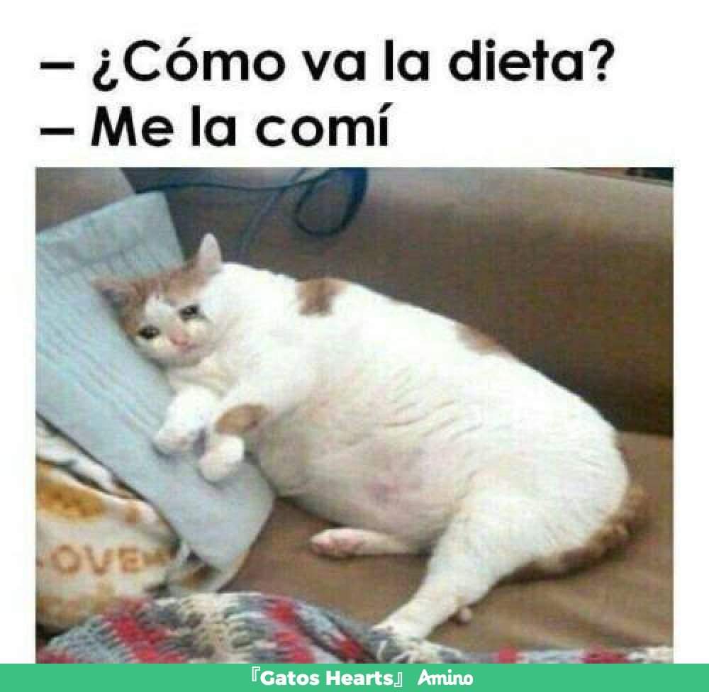 Memes de gatos 🐈 | Amino Gatos En Español Amino