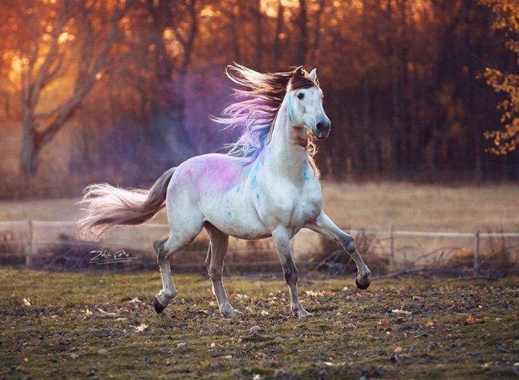 Лошадь. Лошадь Яндекса. Фото лошадь с короной. Разноцветные лошадки на Яндексе картинки.