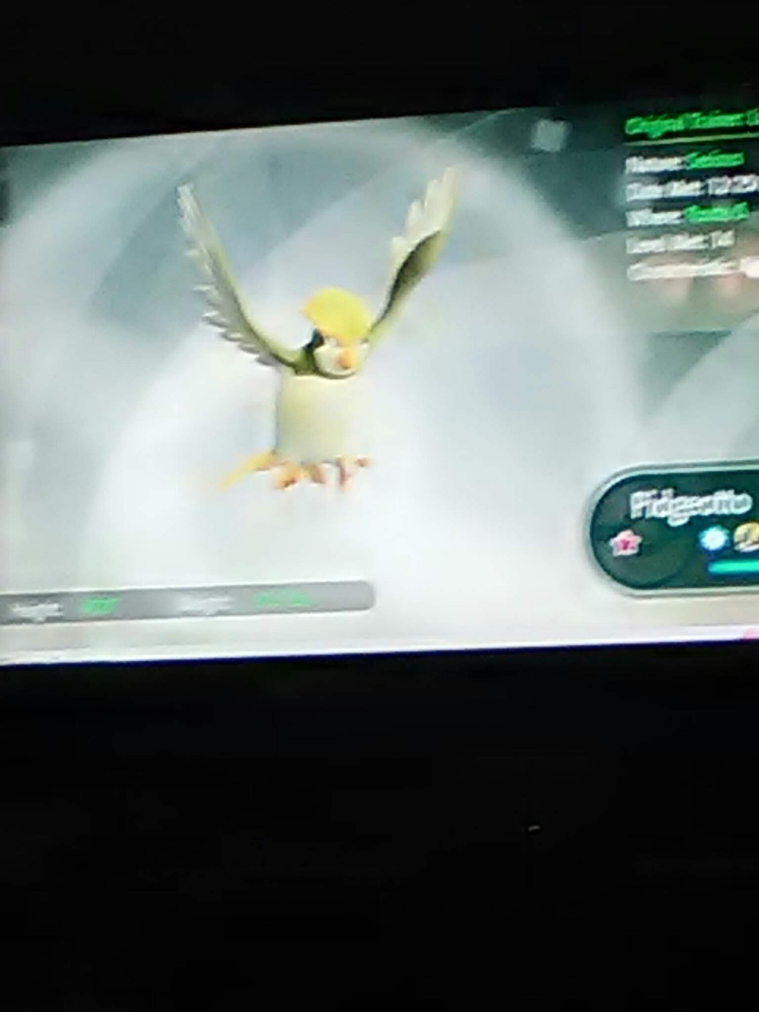 Shiny pidgeotto on my first time playing pokemon lets go evee | Pokémon ...