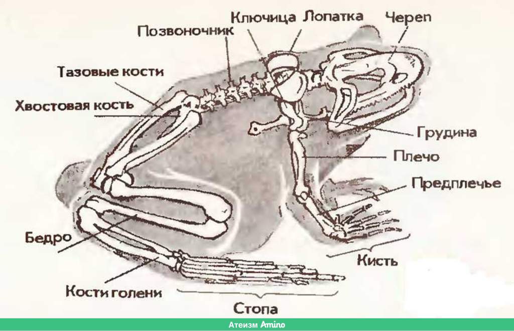 Скелет лягушки позвоночник. Строение скелета лягушки биология. Внешнее строение и скелет лягушки рисунок. Строение костей лягушки. Строение Жабы скелет.