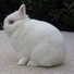 amino-Rose the Rabbit-0c370511