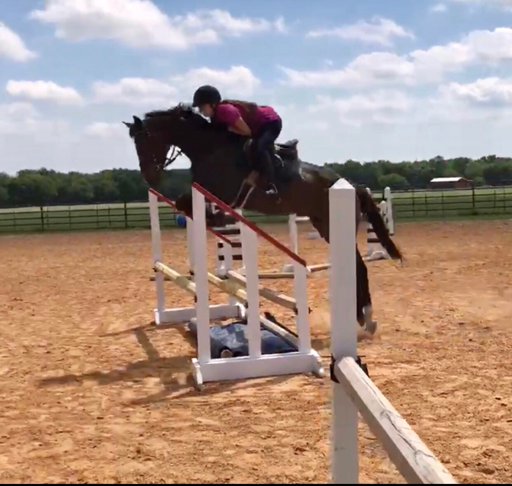 Holly | Wiki | Equestrian Amino