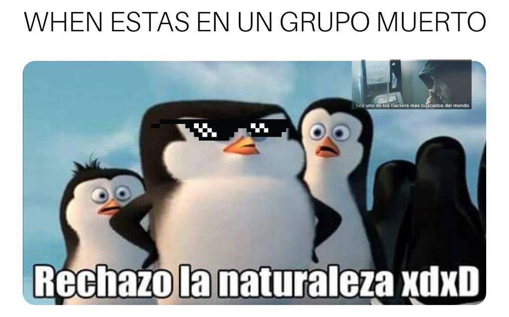 MEMES DE CHATS MUERTOS :U | Memes Amino • Español Amino