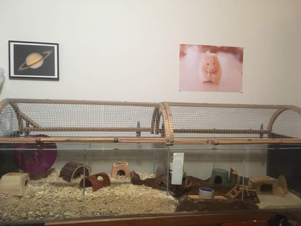 natural hamster cage setup