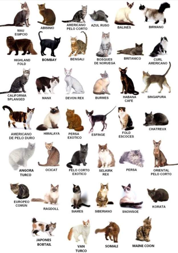 Get to know your cat breeds! | Cats Amino