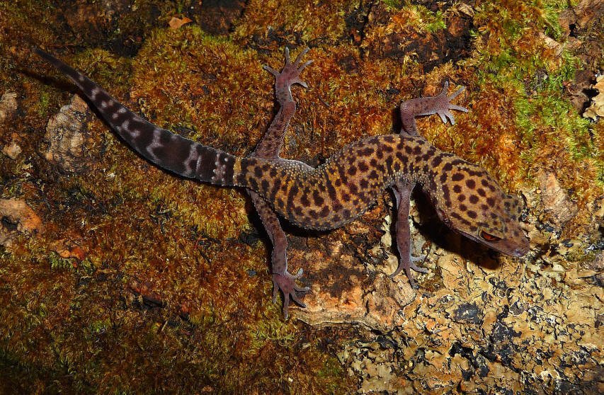 Cave gecko species. | Wiki | Herps and Reptiles Amino