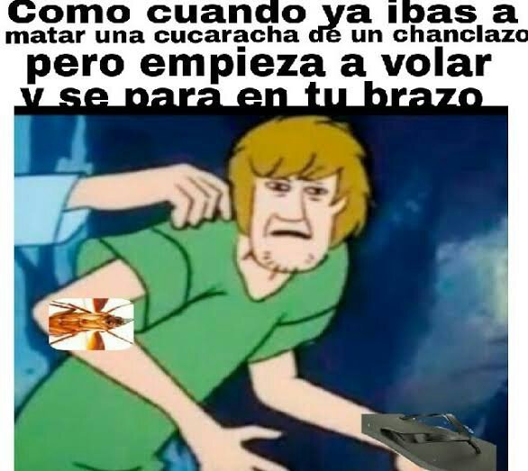 Memes de shaggy Memes Amino • Español Amino