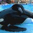 amino-Orcas=Tilikum-0634685e