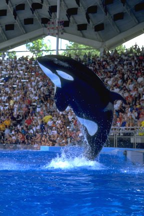 SeaWorld Orca Q&A | Marine Biology Amino Amino