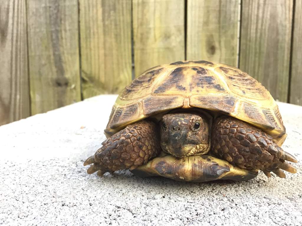 My little Buddy | Reptiles Amino