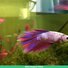 amino-MnM Bettas-4da5c8f4