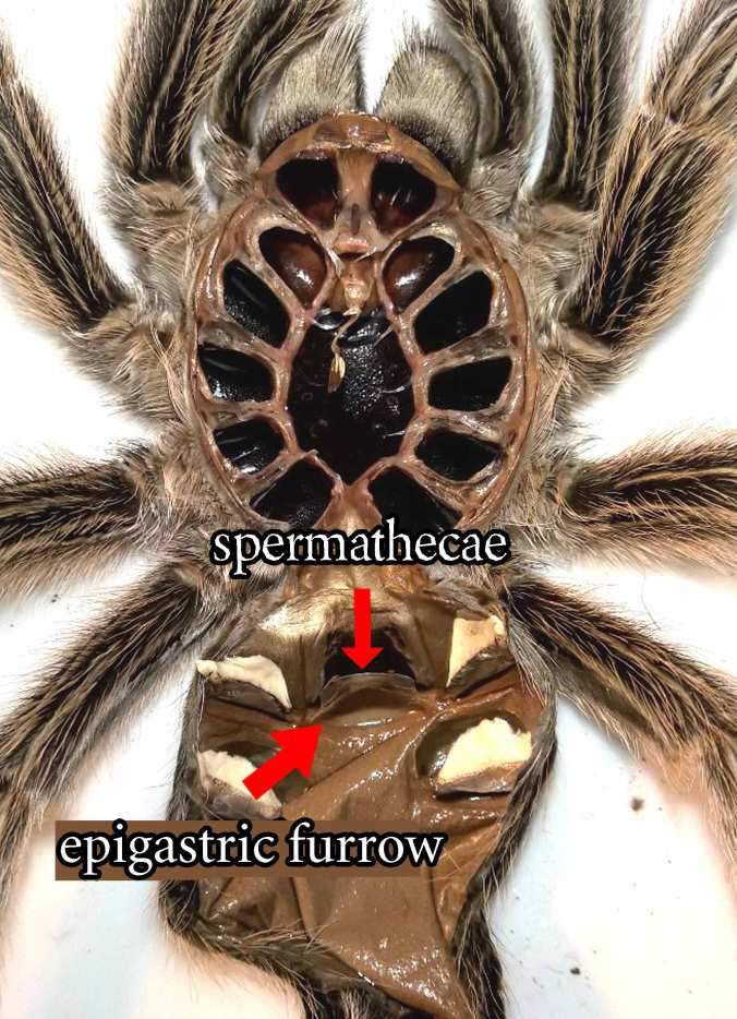 Molt Sexing Tarantulas Wiki Reptiles And Exotics Amino