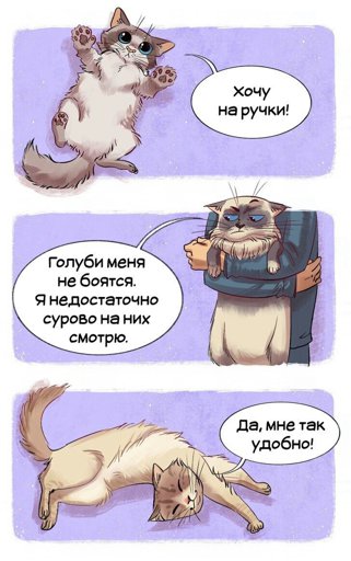 Генератор котов воителей внешности