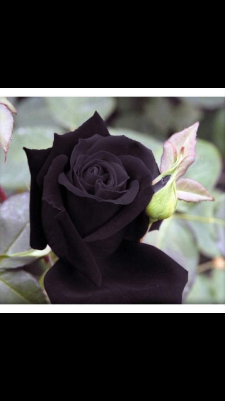 The black rose death | Wiki | Creepypasta Army Amino