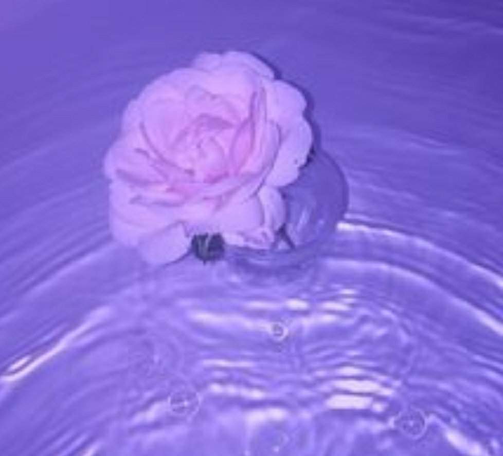 Lavender Aesthetic | aesthetics Amino