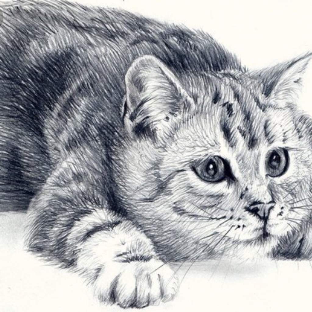 Рисунки котиков