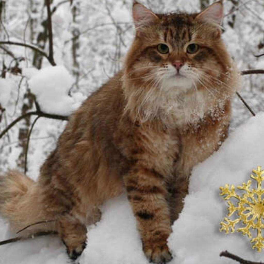 Сибирская хохлатая кошка
