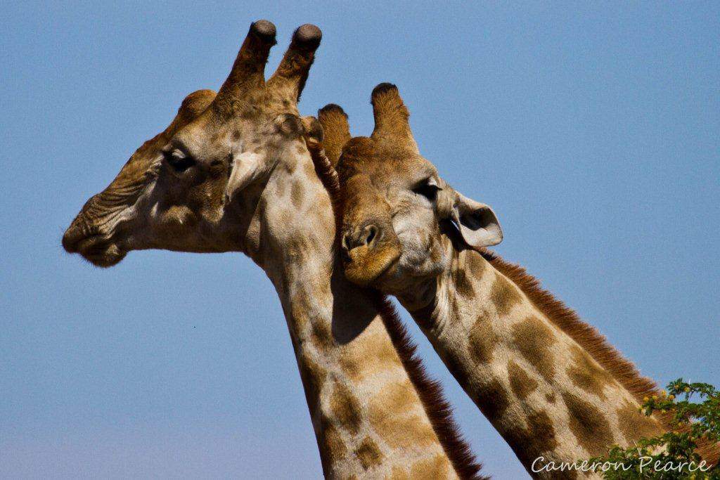 Thirsty Giraffe