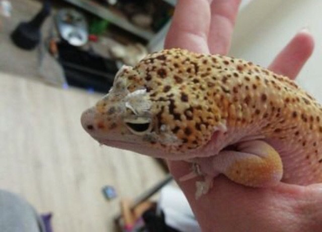 Dysecdysis | Wiki | Leopard Geckos Amino