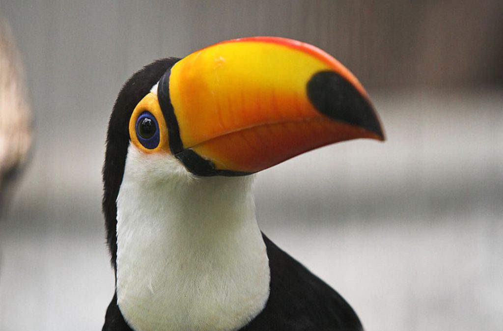 jameskii toucan plush