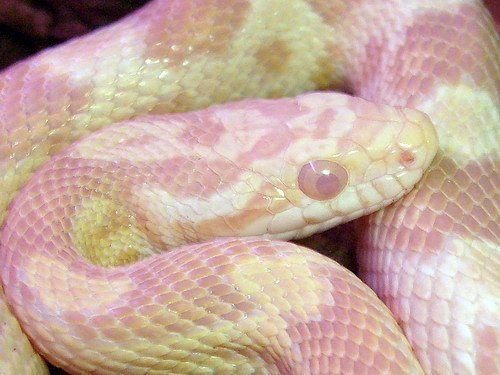 The Shedding Cycle In Snakes | Wiki | Snake Amino Amino
