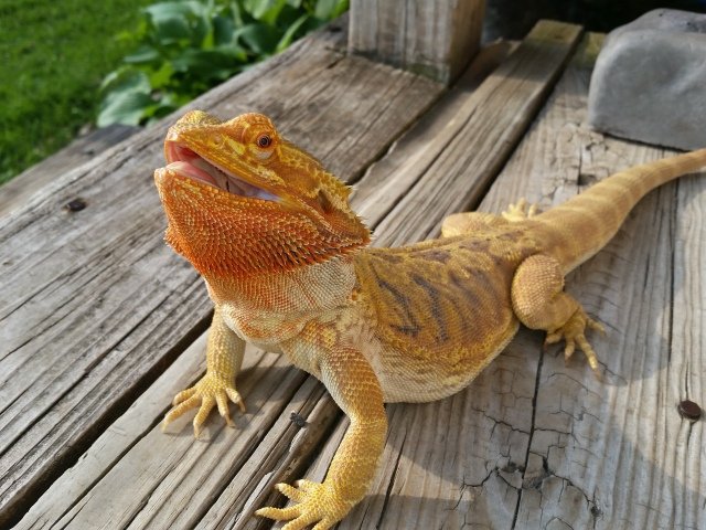 UV lighting | Wiki | Reptiles Amino