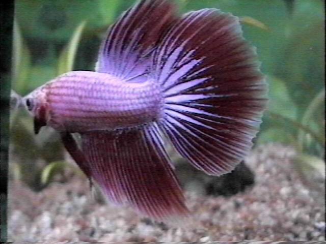 beta fish care beta fish care