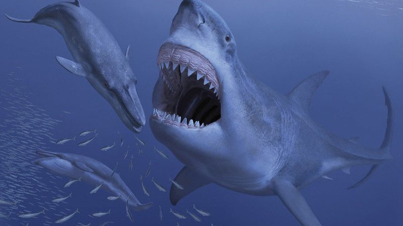 Carcharocles Megalodon | Wiki | Amino Paleontología Amino