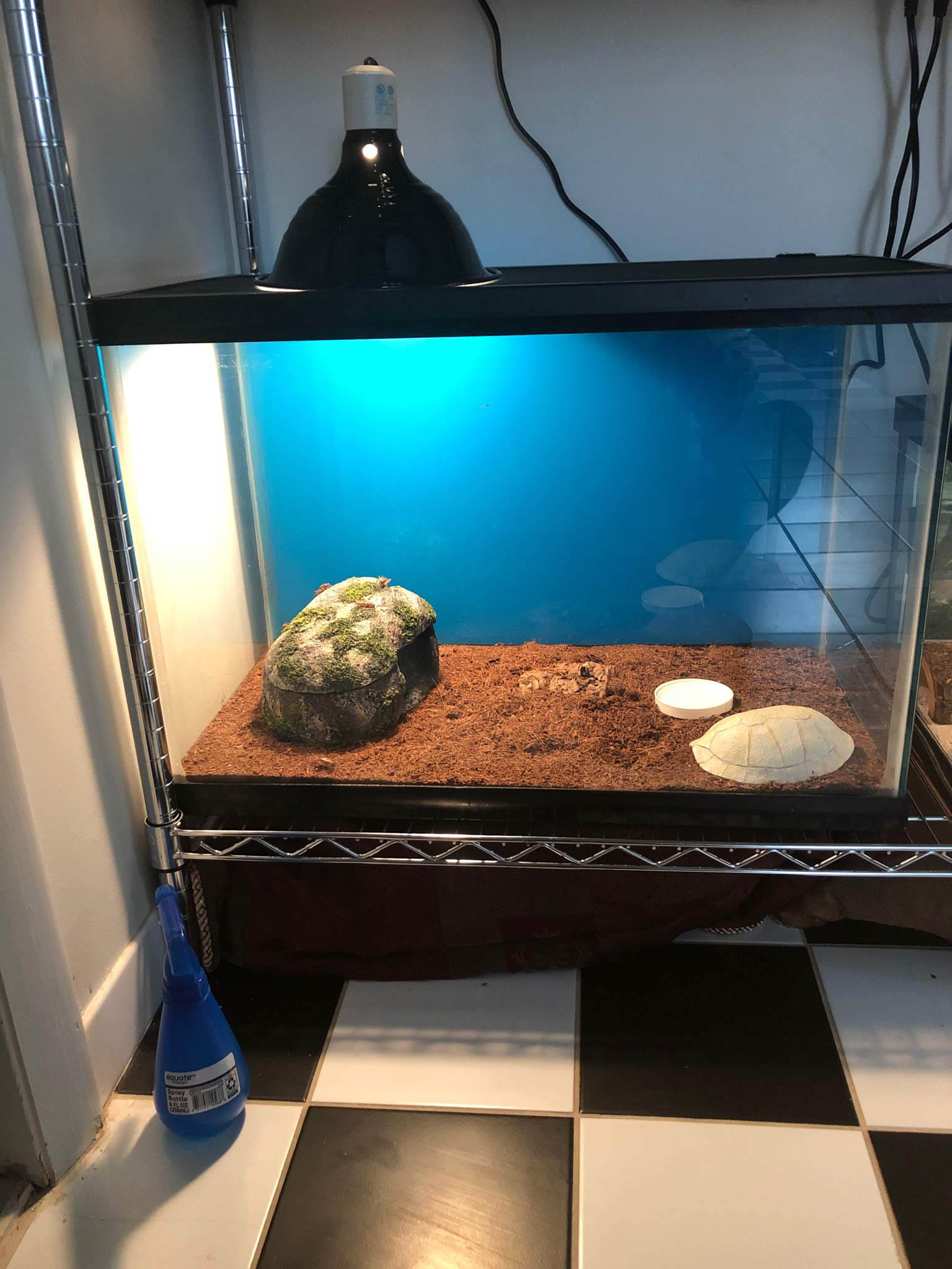 Tank Set Up | Leopard Geckos Amino